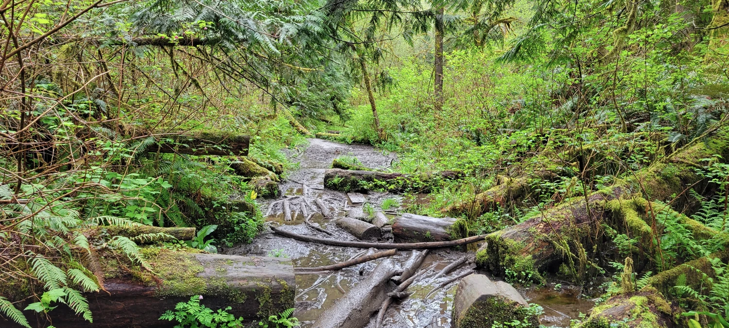 muddy section of lime kiln trail