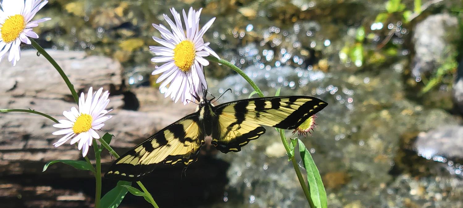 butterfly near boulder creek ford