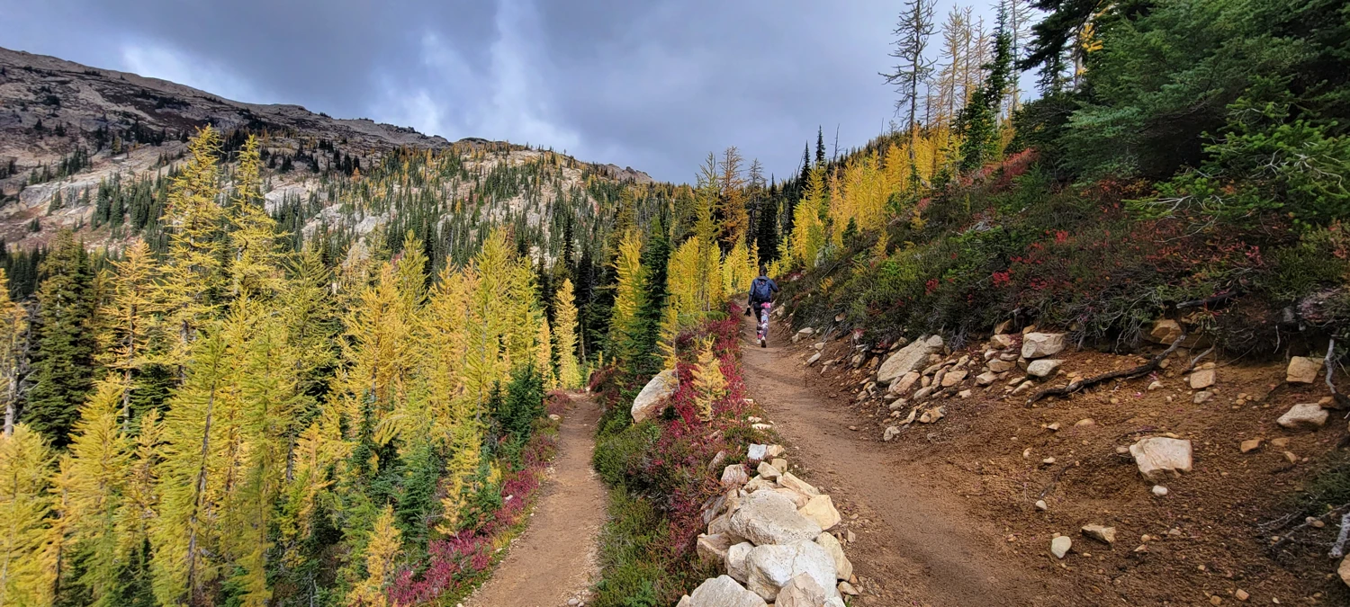 switchback in the trail with golden larches